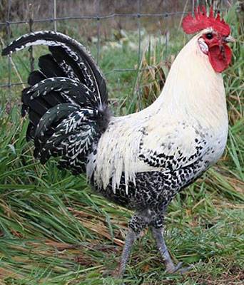 Chickens of egg breeds - which is better