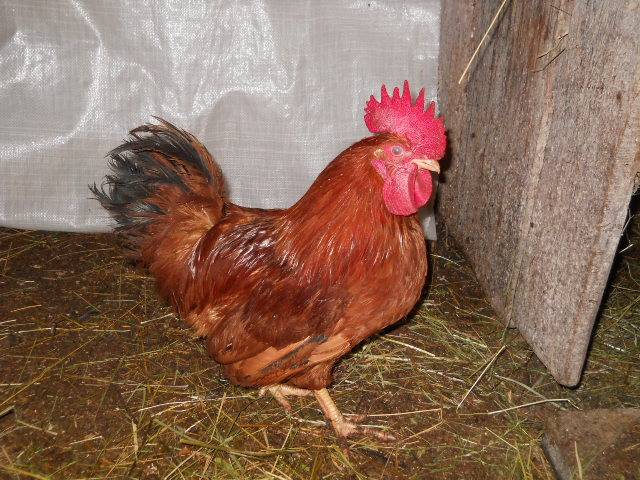 Chickens of egg breeds - which is better