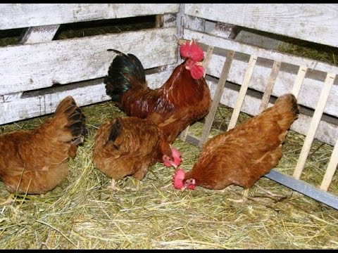 Chickens of egg breeds - which is better