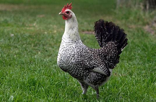 Chickens of egg breeds - which is better