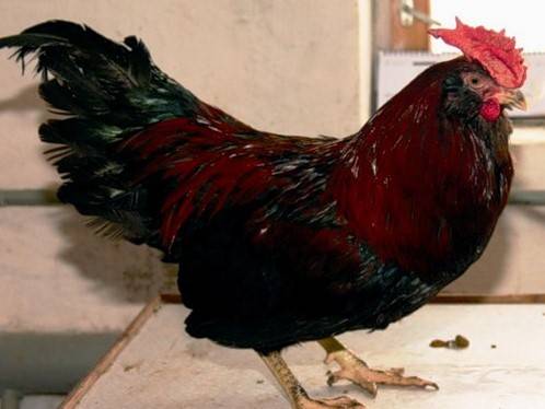 Chickens of egg breeds - which is better