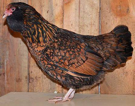 Chickens of egg breeds - which is better