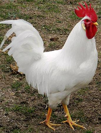 Chickens of egg breeds - which is better