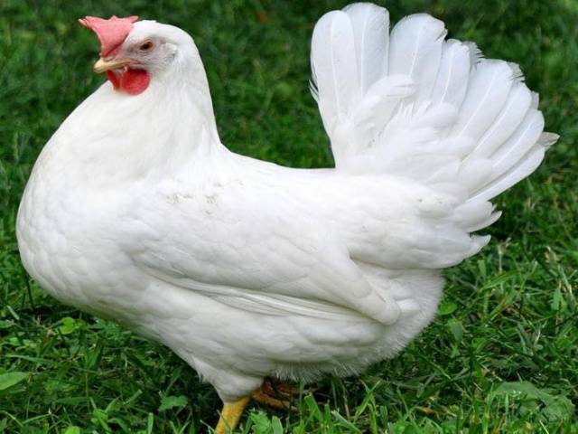 Chickens of egg breeds - which is better