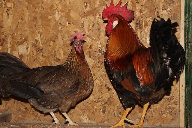 Chickens of egg breeds - which is better