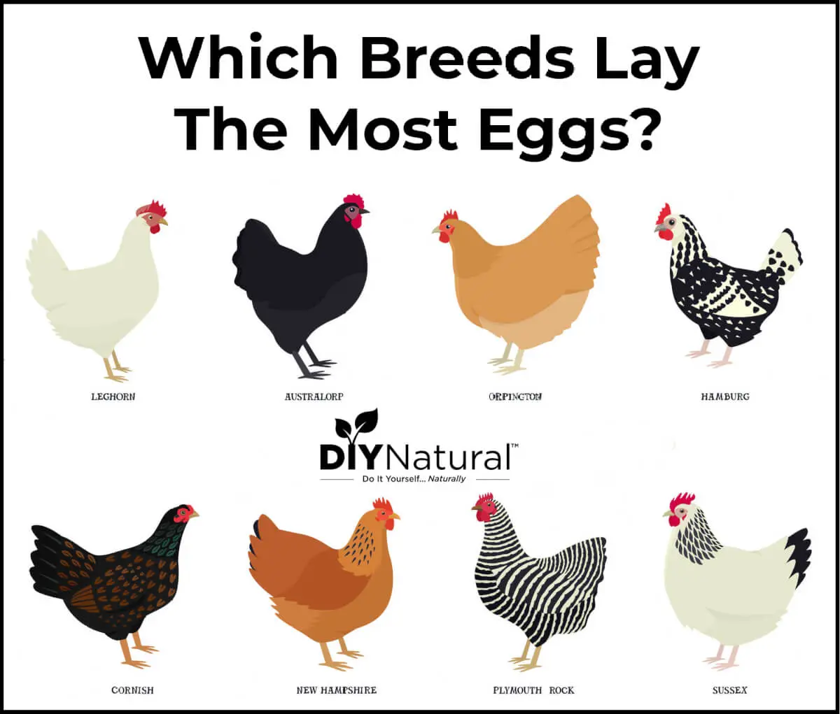 Chickens of egg breeds &#8211; which is better