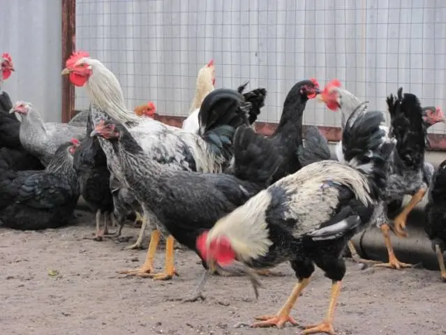 Chickens of meat and egg breeds: which is better, how to choose