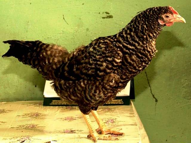 Chickens of meat and egg breeds: which is better, how to choose