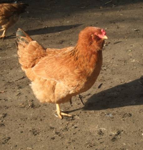 Chickens of meat and egg breeds: which is better, how to choose