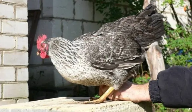 Chickens of meat and egg breeds: which is better, how to choose