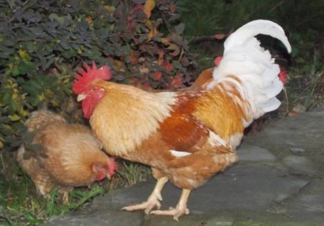 Chickens of meat and egg breeds: which is better, how to choose