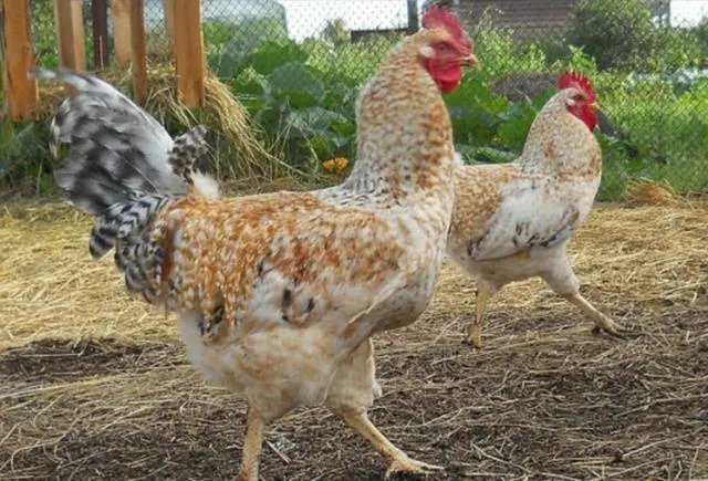 Chickens of meat and egg breeds: which is better, how to choose