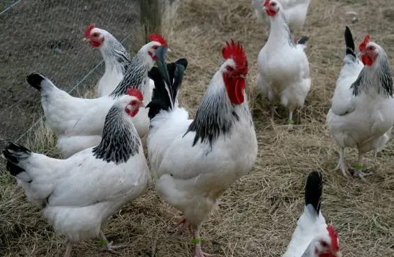 Chickens of meat and egg breeds: which is better, how to choose