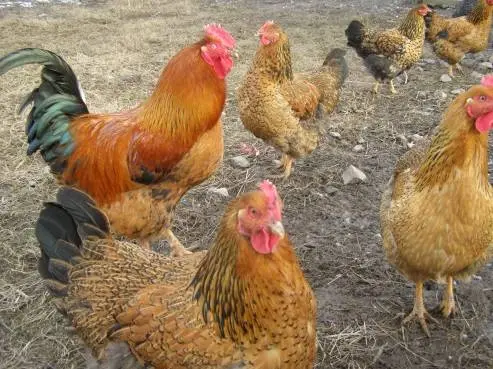 Chickens of meat and egg breeds: which is better, how to choose