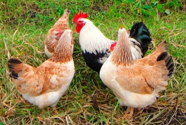 Chickens of meat and egg breeds: which is better, how to choose