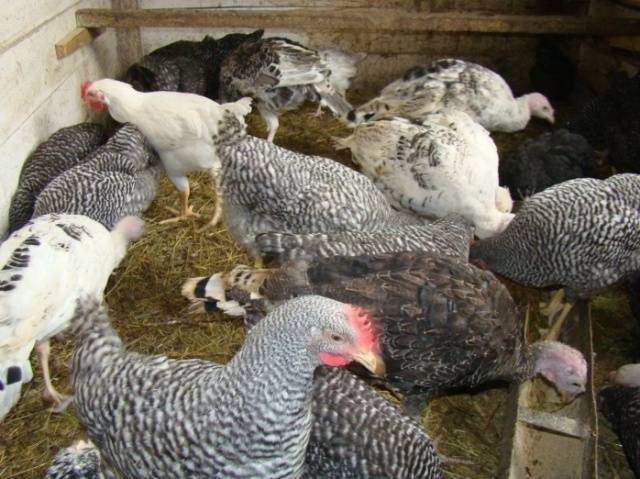 Chickens of meat and egg breeds: which is better, how to choose