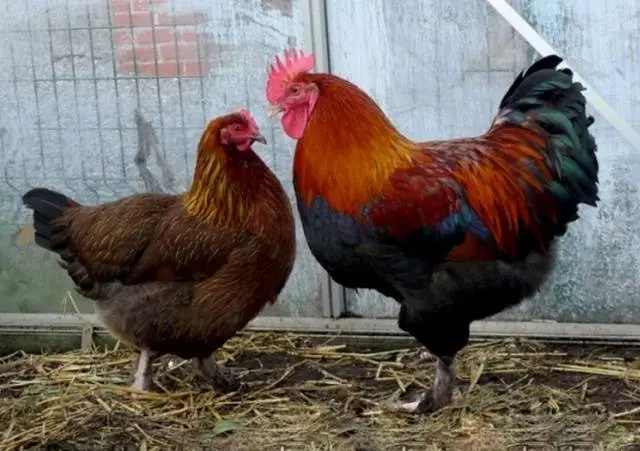 Chickens of meat and egg breeds: which is better, how to choose