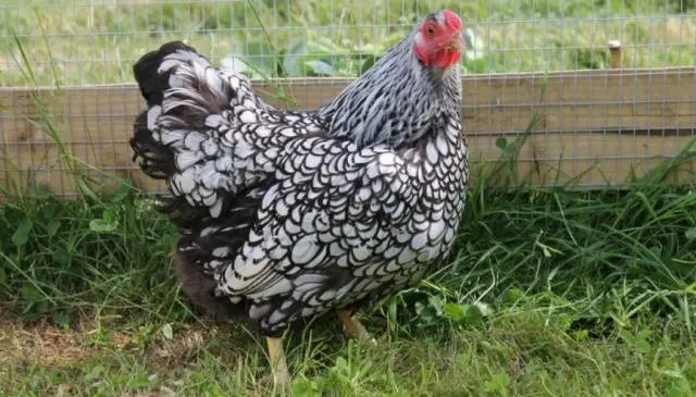 Chickens of meat and egg breeds: which is better, how to choose