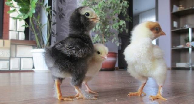 Chickens of meat and egg breeds: which is better, how to choose