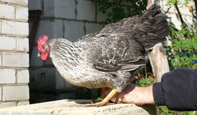 Chickens of meat and egg breeds: which is better, how to choose