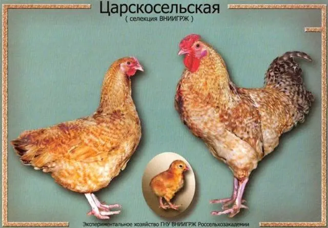 Chickens of meat and egg breeds: which is better, how to choose