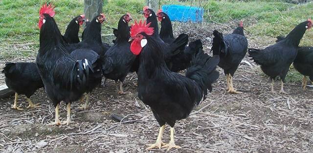 Chickens of the Minorca breed: characteristics, description, photo