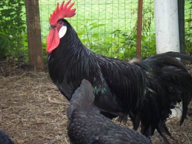 Chickens of the Minorca breed: characteristics, description, photo