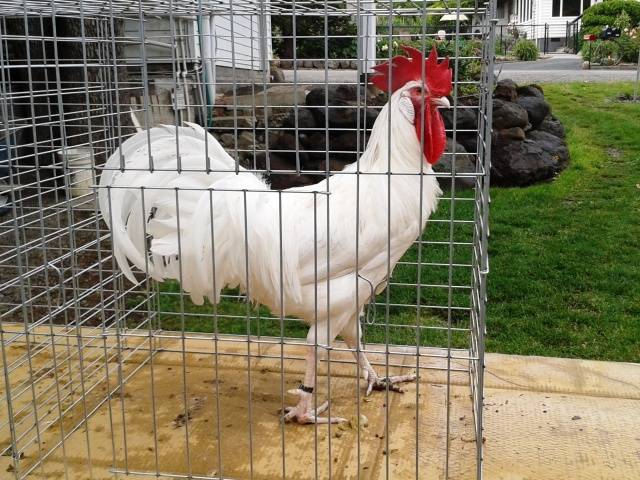 Chickens of the Minorca breed: characteristics, description, photo