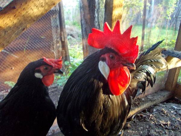 Chickens of the Minorca breed: characteristics, description, photo