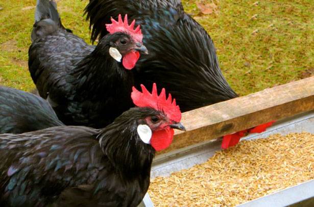 Chickens of the Minorca breed: characteristics, description, photo