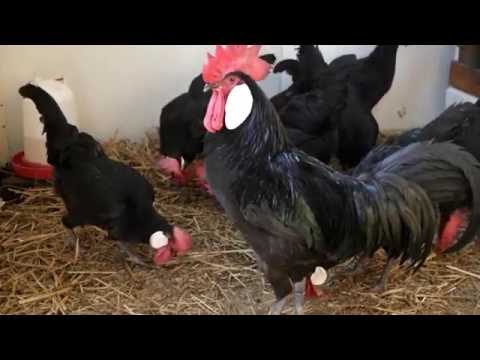 Chickens of the Minorca breed: characteristics, description, photo