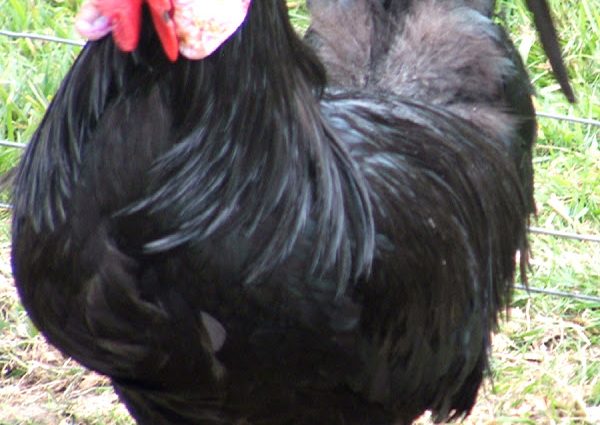 Chickens of the Minorca breed: characteristics, description, photo