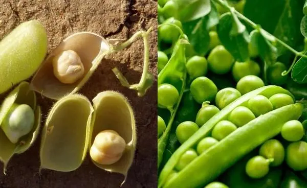 Chickpeas and peas: what is the difference, what is healthier, what is better