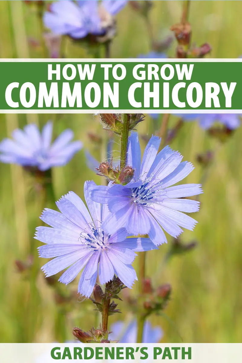 Chicory &#8211; properties and application. Who shouldn&#8217;t reach for chicory?