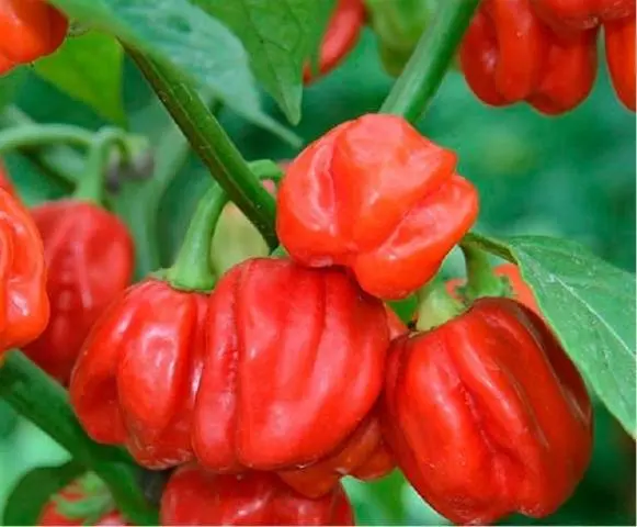 Chilli