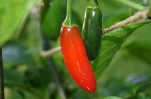 Chilli