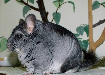 Chinchilla at home: breeding, maintenance and care, reviews