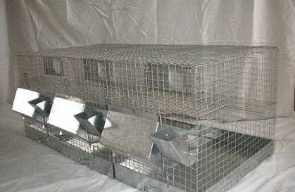 Chinchilla at home: breeding, maintenance and care, reviews