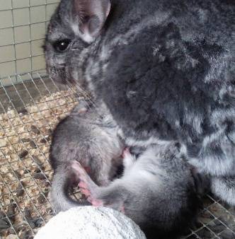 Chinchilla at home: breeding, maintenance and care, reviews