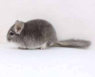 Chinchilla at home: breeding, maintenance and care, reviews