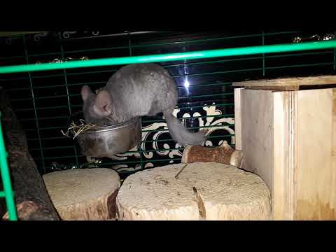 Chinchilla at home: breeding, maintenance and care, reviews