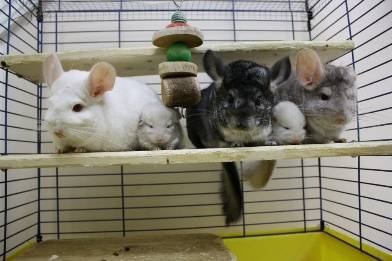 Chinchilla at home: breeding, maintenance and care, reviews