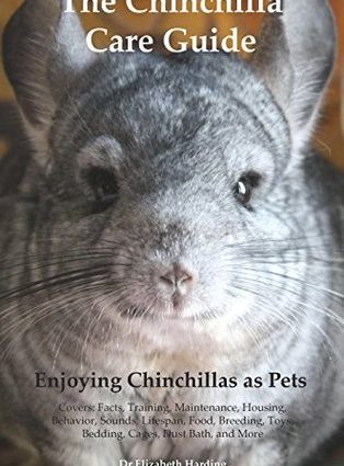 Chinchilla at home: breeding, maintenance and care, reviews