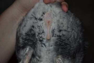 Chinchilla at home: breeding, maintenance and care, reviews