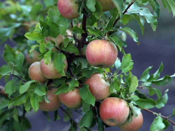 Chinese apple tree Bellefleur: characteristics of the variety