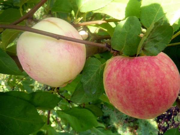 Chinese apple tree Bellefleur: characteristics of the variety