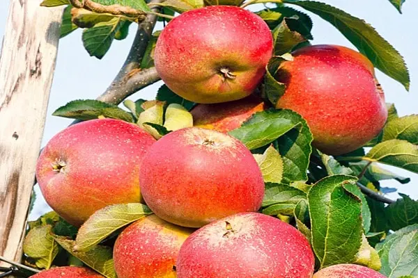 Chinese apple tree Bellefleur: characteristics of the variety