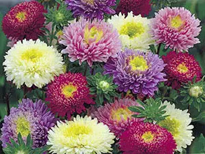 Chinese aster: growing a perennial plant from seeds, care rules, photos and descriptions of different types of flower