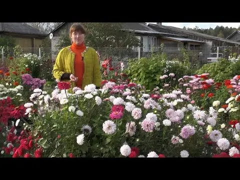 Chinese aster: reviews, photos, growing from seeds