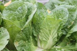 Chinese cabbage Bilko F1